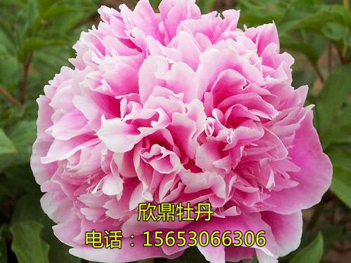 水映春藍(lán)