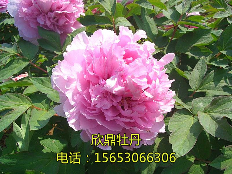 藍芙蓉