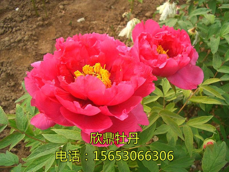 牡丹的株型分類(lèi)有哪些