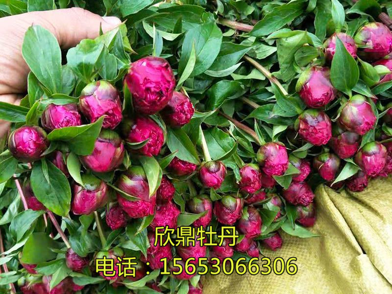 鮮切花的幾種分類(lèi)